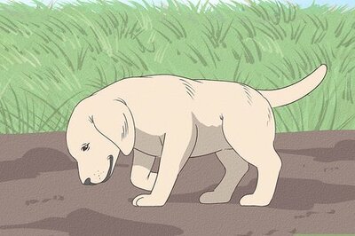 How to Potty Train a Puppy in an Apartment