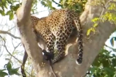 Leopard Strays Into Residential Area Near Mumbai; 3 Injured in Attack