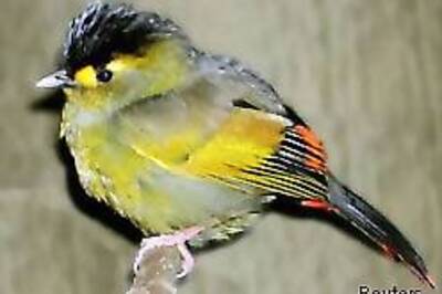 New bird found after more than 50 yrs
