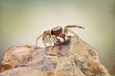 How to Catch and Care for a Jumping Spider