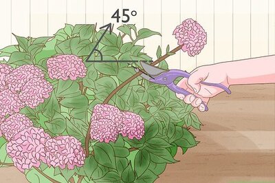 How to Revive Hydrangeas
