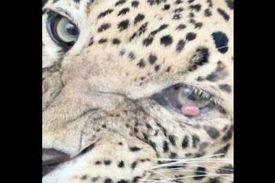 Vantara Success Story: How An Adult Male Leopard Was Treated for Cherry Eye
