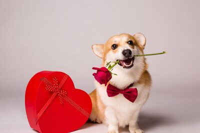 5 Valentine's Day Gift Basket Ideas for Your Pet