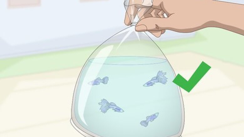 How to Keep and Breed Fancy Guppies
