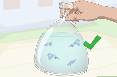 How to Keep and Breed Fancy Guppies