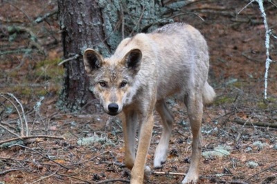 Wolves Roaming in Chernobyl Develop Cancer Resilient Genomes, Claims Study