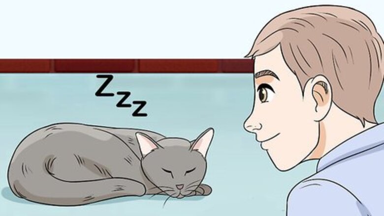 How to Deal with a Snoring Cat