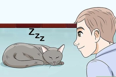 How to Deal with a Snoring Cat