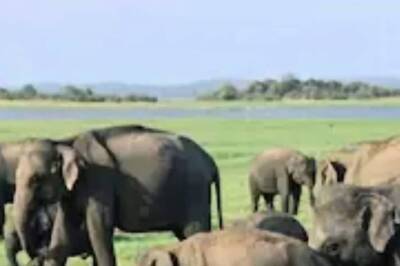 Karnataka, Kerala And Tamil Nadu Forest Depts To Do Elephant Census