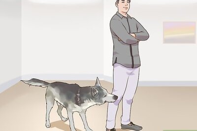 How to Gain Trust in an Aggressive Dog