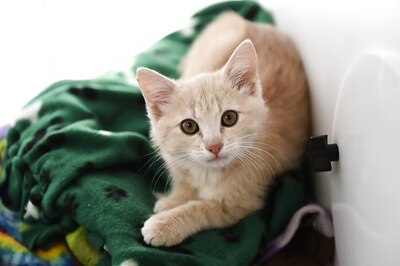 Paws are Prime: In Pet-friendly Kerala, There is No Chance of a ‘CATastrophe’