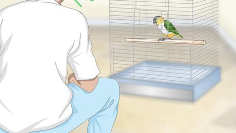 How to Handle Your Caique Parrot