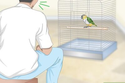 How to Handle Your Caique Parrot
