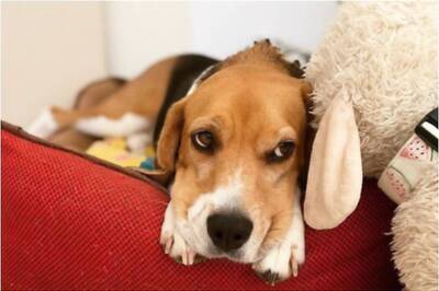 International Dog Day: Take Special Care of Your Pooch During Coronavirus Pandemic