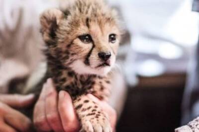 70 Years After Extinction, Cheetahs to Return to Indian Jungles