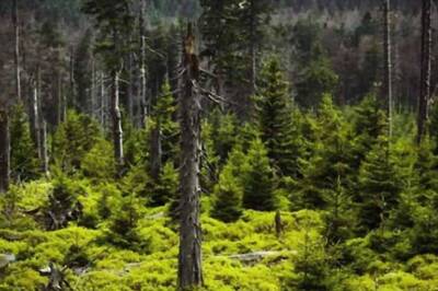 Australian Man Missing in Malaysian Jungle Rescued