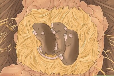 How to Care for an Abandoned Baby Mouse