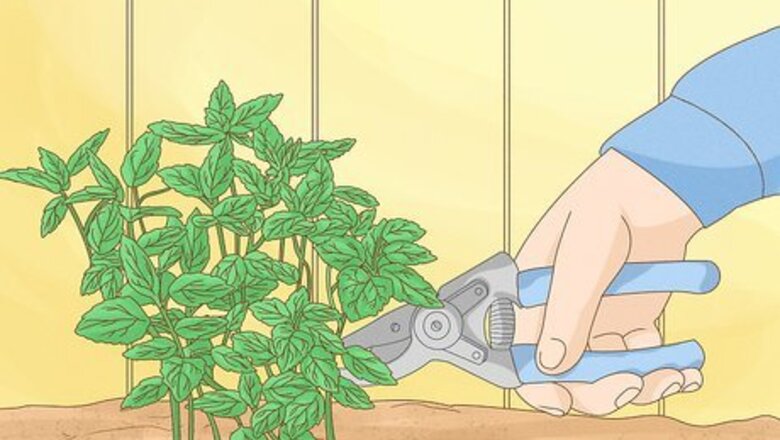 How to Grow Mint