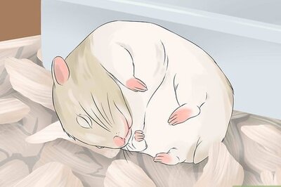 How to Have Fun With Your Hamster