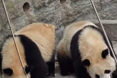 Tourist Drops Soft Drink Bottle In Panda Enclosure. What Happens Next Is Too Cute To Miss