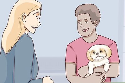 How to Breed Shih Tzus