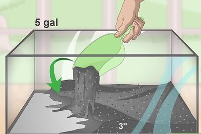 How to Breed Peacock Gudgeons
