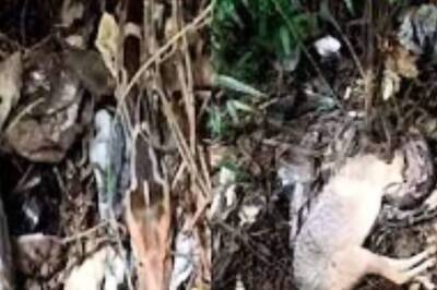 In UP’s Mirzapur, Python Attacking Jackal Causes Terror Among Locals