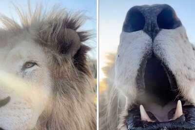 This Close-Up Shot Of Lion Enjoying His Time In African Forest Is Just Beautiful