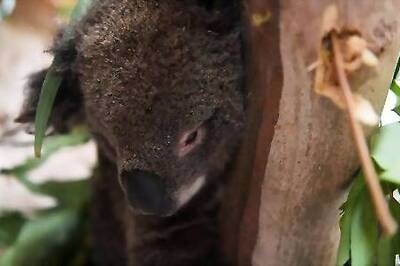 Koala Chaos Ends As Australian State Leaders Reach Truce Over Habitat Law
