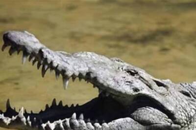 Mother Throws 6-Year-Old Son Into Crocodile-Infested Canal, Body With Bite Marks Recovered, Right Hand Missing