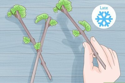 How to Grow Grape Vine Cuttings