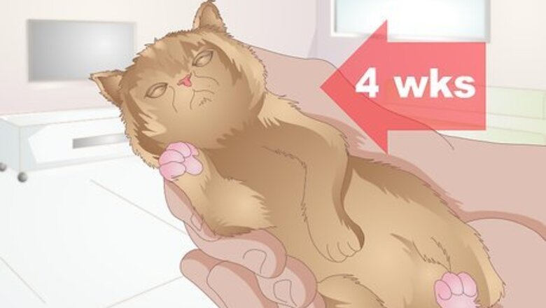 How to Choose Food for a Kitten