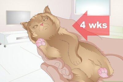 How to Choose Food for a Kitten