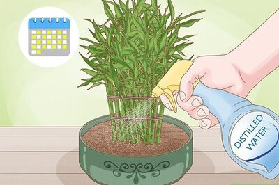 How to Water Bamboo