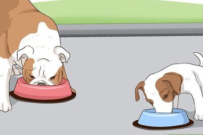 How to Keep Dogs in the Same House from Fighting