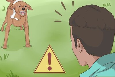 How to Handle an Attack Dog