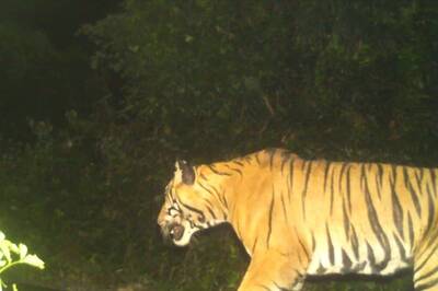 After Wolves & Leopard, Man-Eater Tiger Gives Sleepless Nights to Lakhimpur Kheri Residents, Kills 4 in 50 Days
