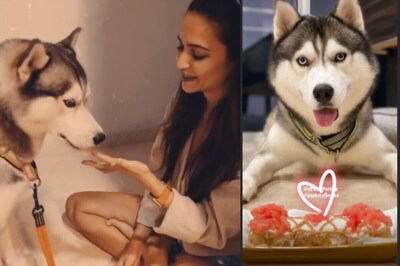 Kriti Kharbanda Bakes Birthday Cake for Pulkit Samrat's Pet Husky Drogo