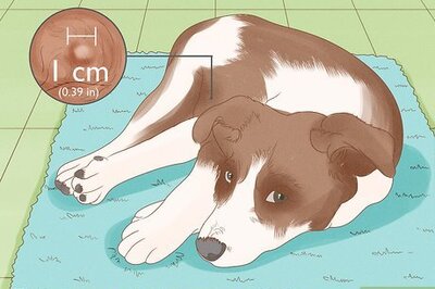 How to Get Rid of a Botfly in a Dog