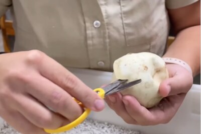 Watch: Woman Cuts Python Eggs With Scissors, Internet Can’t Believe It