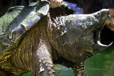Teacher Charged After Feeding Puppy to Turtle in Front of Students