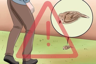 How to Care For a Bird That Has Hit a Window