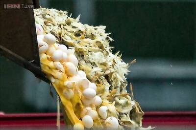 Bird flu outbreak in India caused by strain humans can contract, fear experts