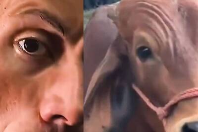The Rock or The Cow: Who Did The Eyebrow Raising Better?