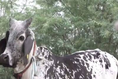 'Miracle' Calf From Gujarat Gives Milk Prematurely, Draws Visitors From Far and Wide