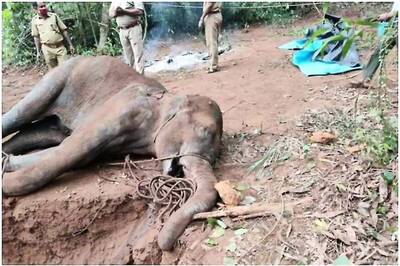 'Inhumane and Unacceptable': Akshay Kumar, Virat Kohli Mourn Pregnant Elephant's Death