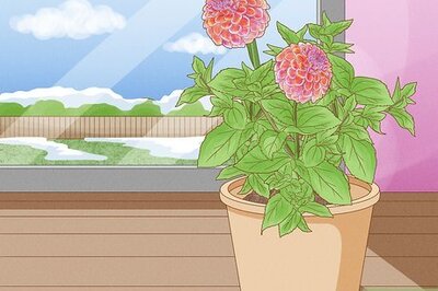 How to Overwinter Dahlias