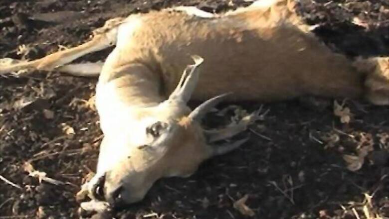 Four black bucks killed in MP forest