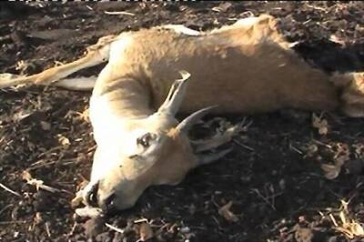 Four black bucks killed in MP forest