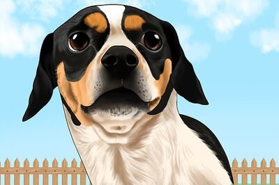 How to Stop Your Dog from Running Out of the Backyard